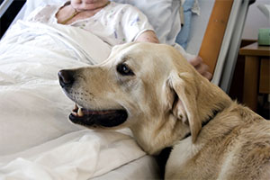 dog with patient